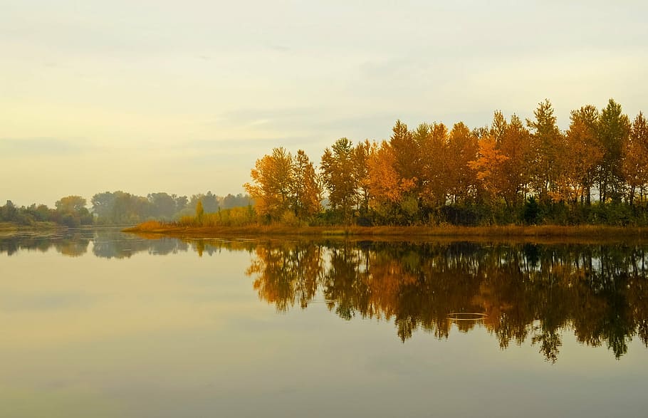 brown leaf forest near body of water, rocks, river, sky, landscape HD wallpaper
