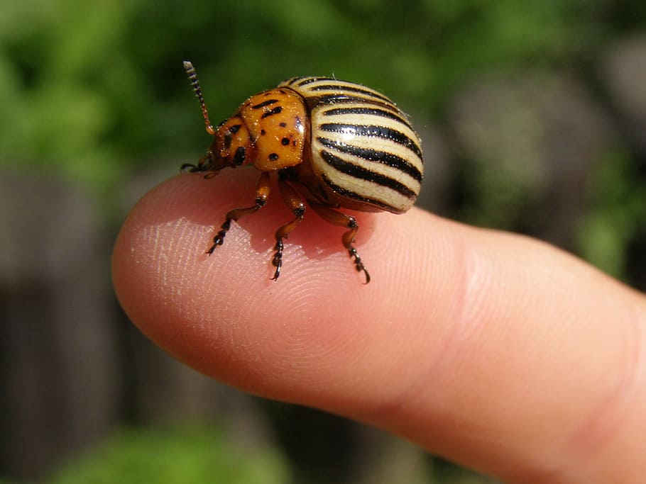 potato beetle, striped, coleoptera, insect, leptinotarsa decemlineata, HD wallpaper