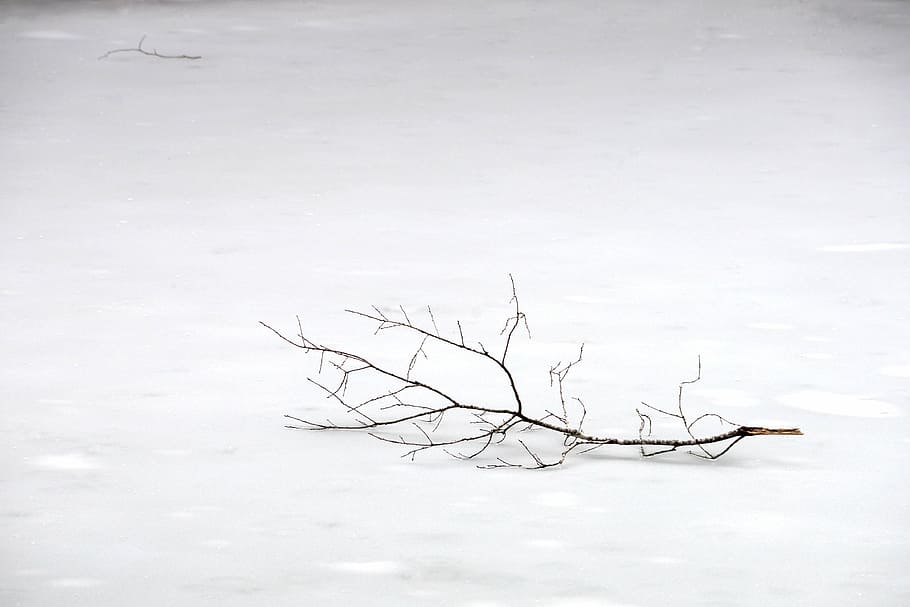 black tree branch on snow-covered field, brown, bared, stem HD wallpaper