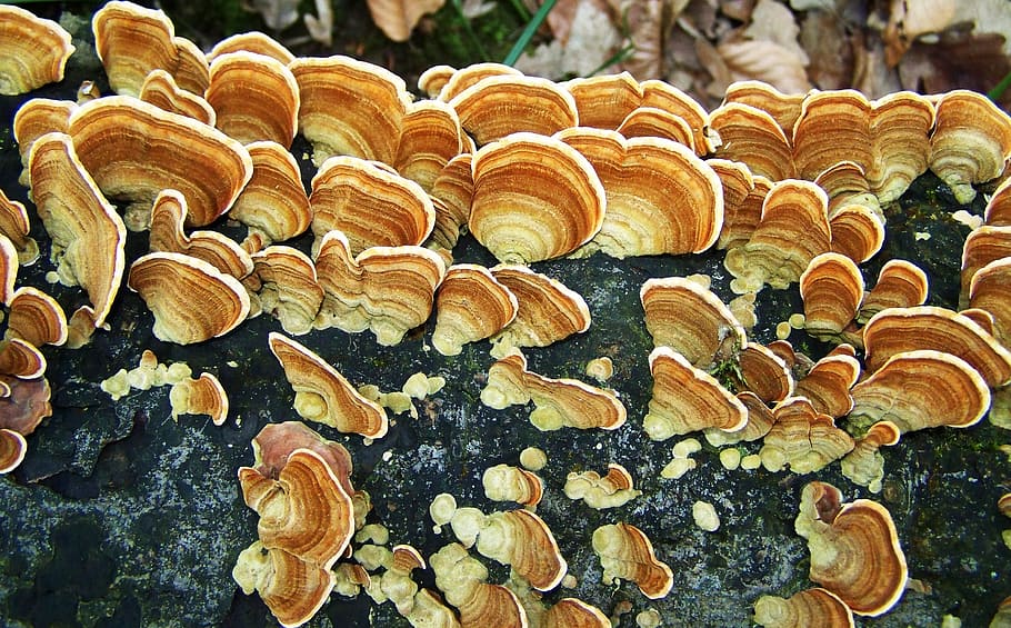 tinder fungus, forest, nature, no people, day, tree, wood - material HD wallpaper