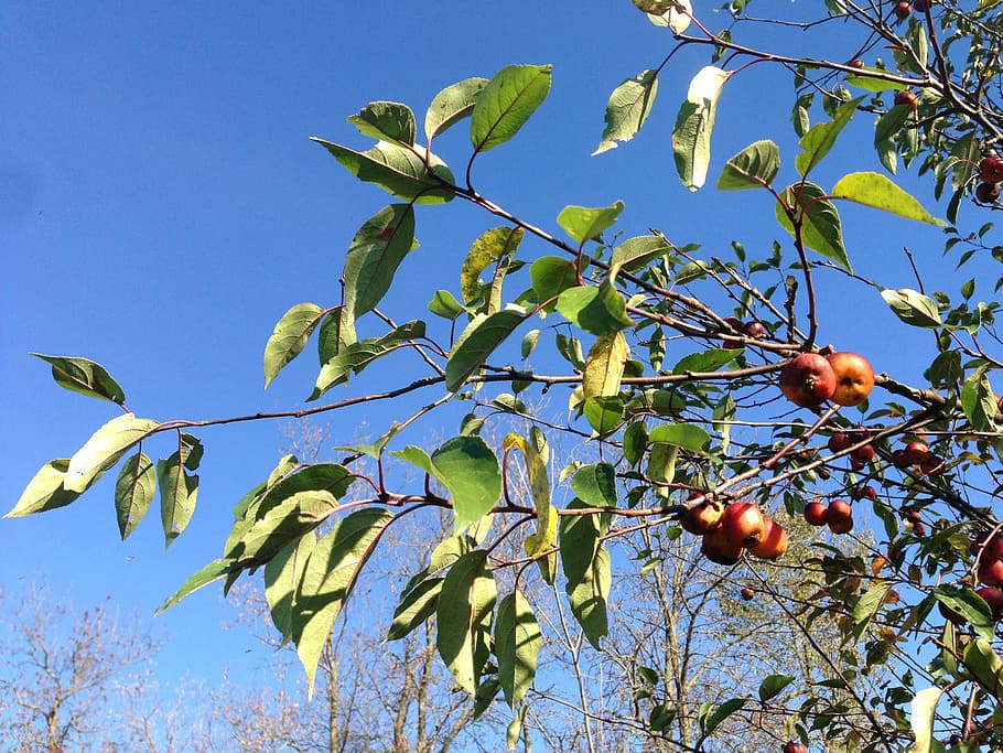 tree, apples, red, green, fruit, branch, sky, nature, apple tree HD wallpaper