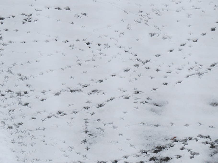 Snow, Traces, Footprints, White, Winter, cold, defrost, thawing HD wallpaper