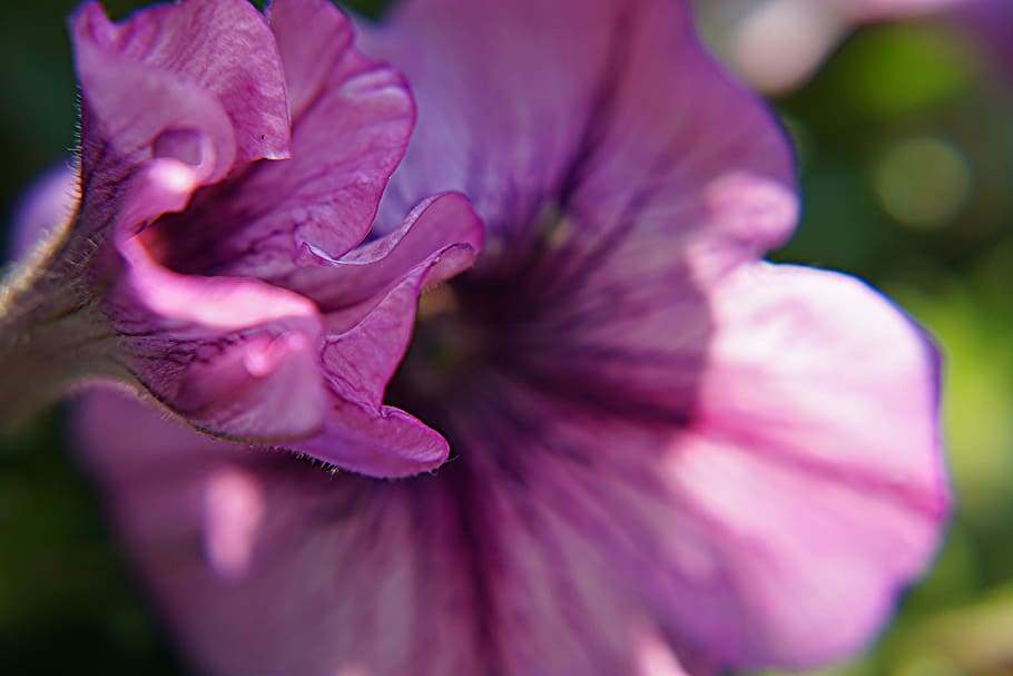 macro Photography of Malva Flower, beautiful, bloom, blooming HD wallpaper