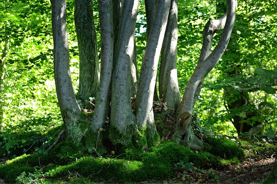 trees, group, green, nature, growth, forest, sprout, engine HD wallpaper