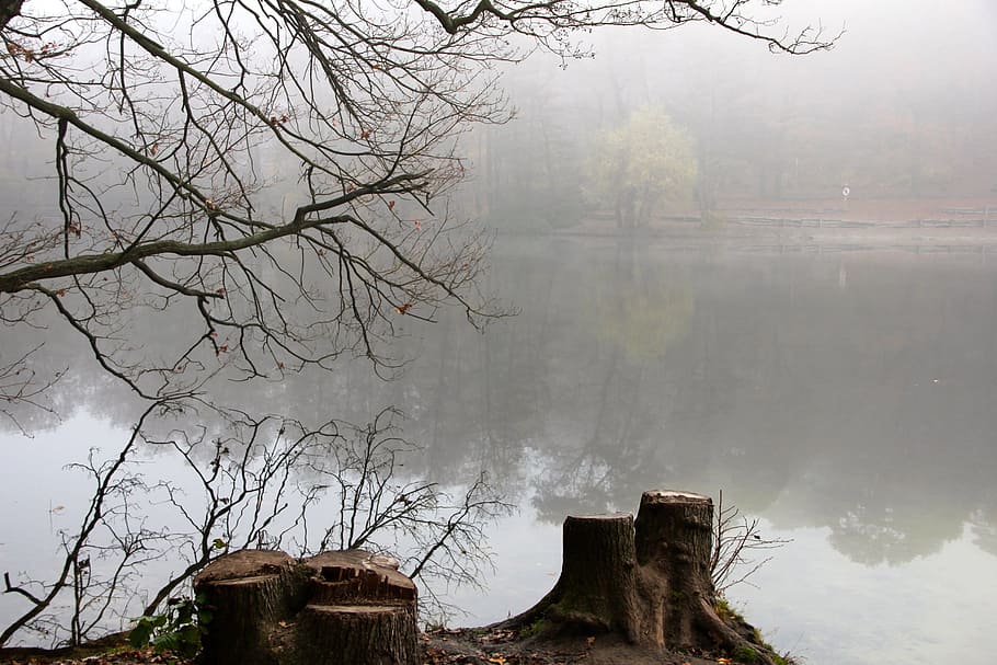 Autumn, Tree, Lake, bare tree, water, fog, reflection, winter HD wallpaper