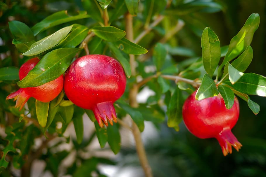 pomegranate fruits, leaf, food, tree, nature, garden, plant, red, HD wallpaper
