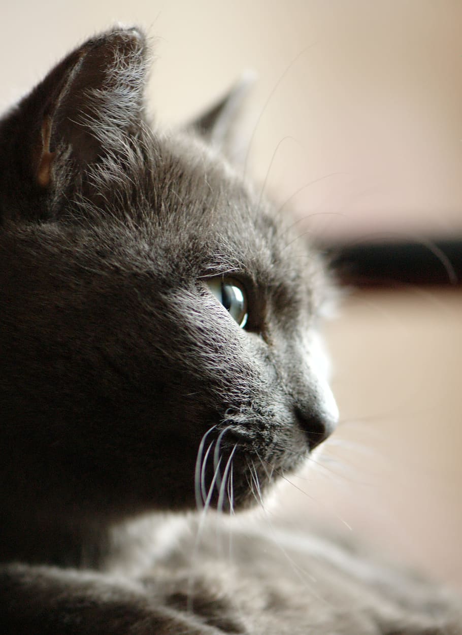 Cat, Portrait, Profile, Snout, grey, one animal, animal themes HD wallpaper