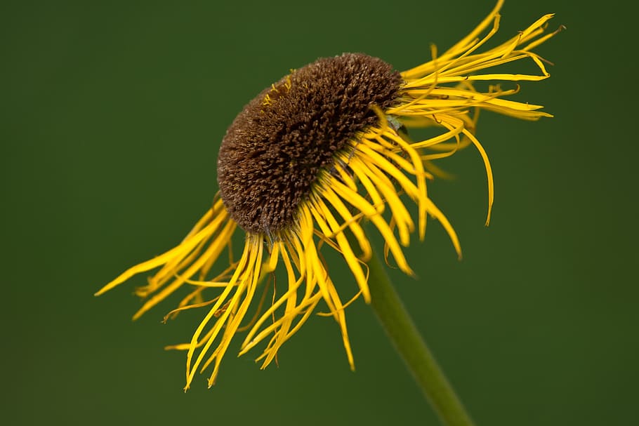 flower, close, yellow, spring, macro, flowering plant, flower head HD wallpaper