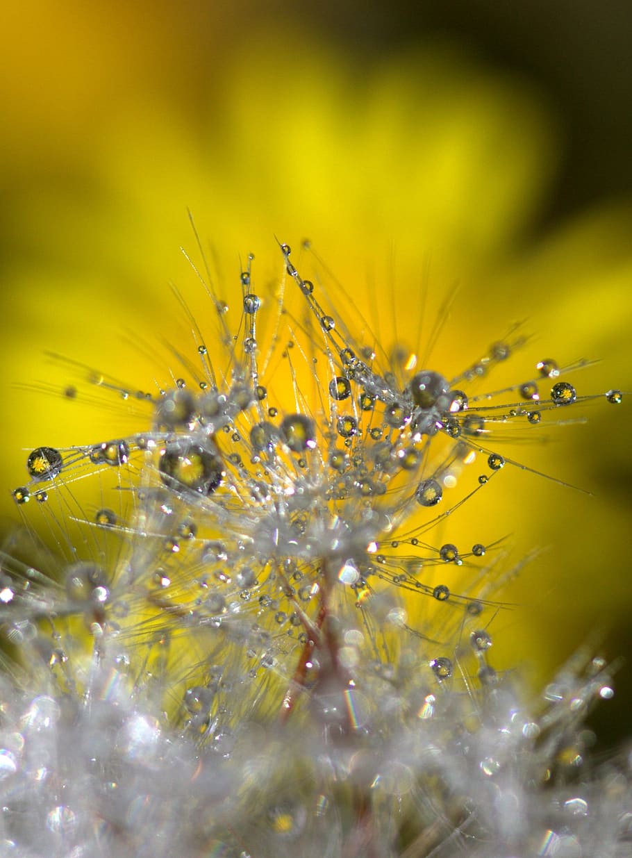 dandelion, macro, drops, reflection, yellow, wet, plant, flower HD wallpaper