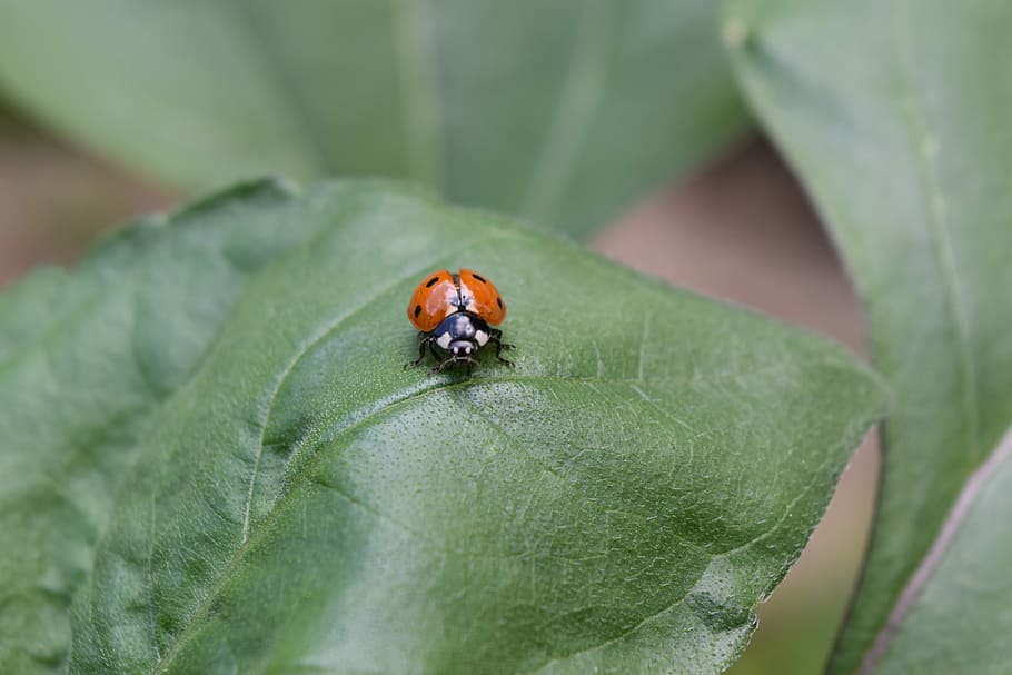 ladybug, beetle, ladybug leaf, siebenpunkt, lucky charm, insect HD wallpaper