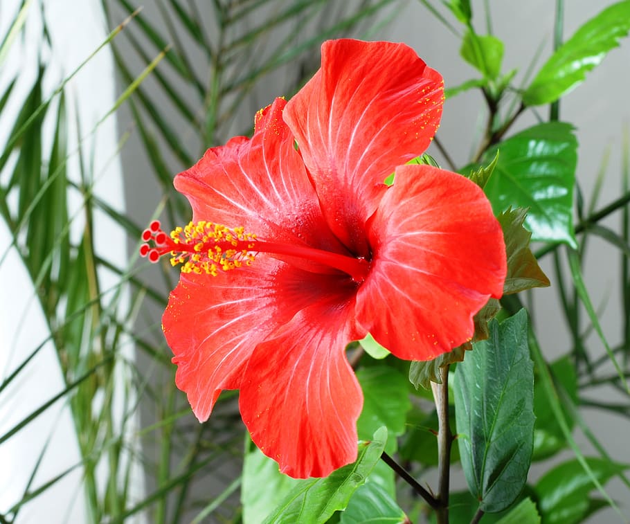 flower, hibiscus, plant, vulnerability, fragility, petal, flowering plant HD wallpaper