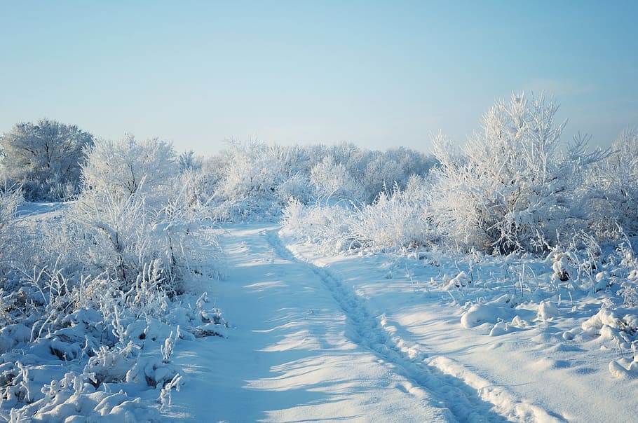snow covered trees under white sky, winter, forest, nature HD wallpaper
