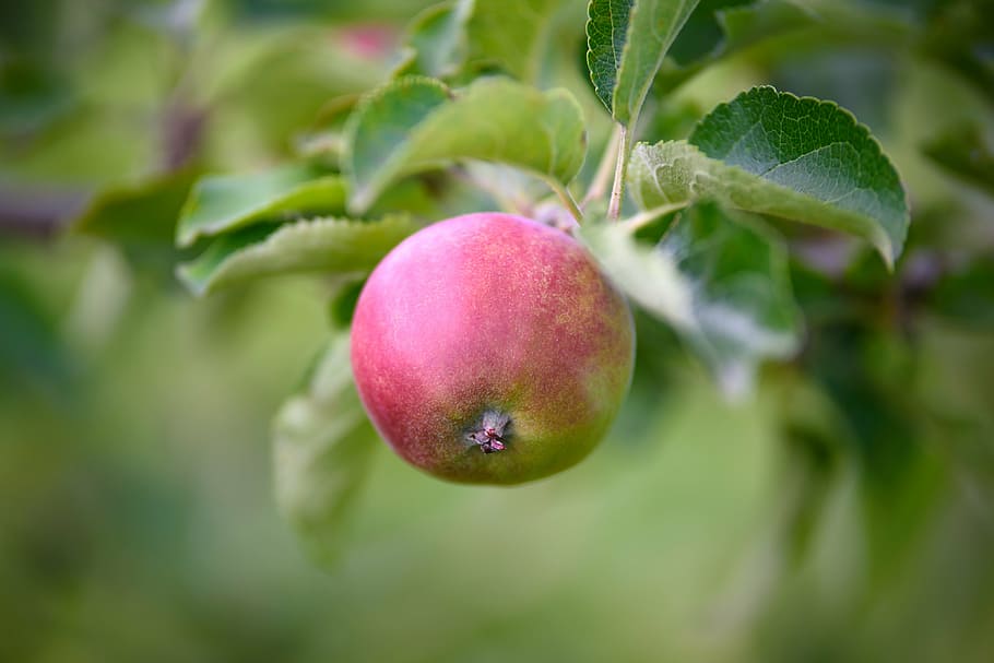apple, sad, garden, fruit, tree, nature, food, healthy food HD wallpaper