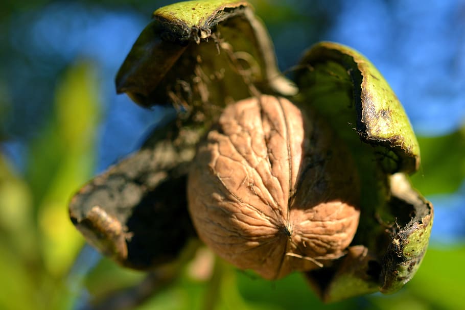 Walnut, Shell, Nuts, close-up, nature, focus on foreground HD wallpaper