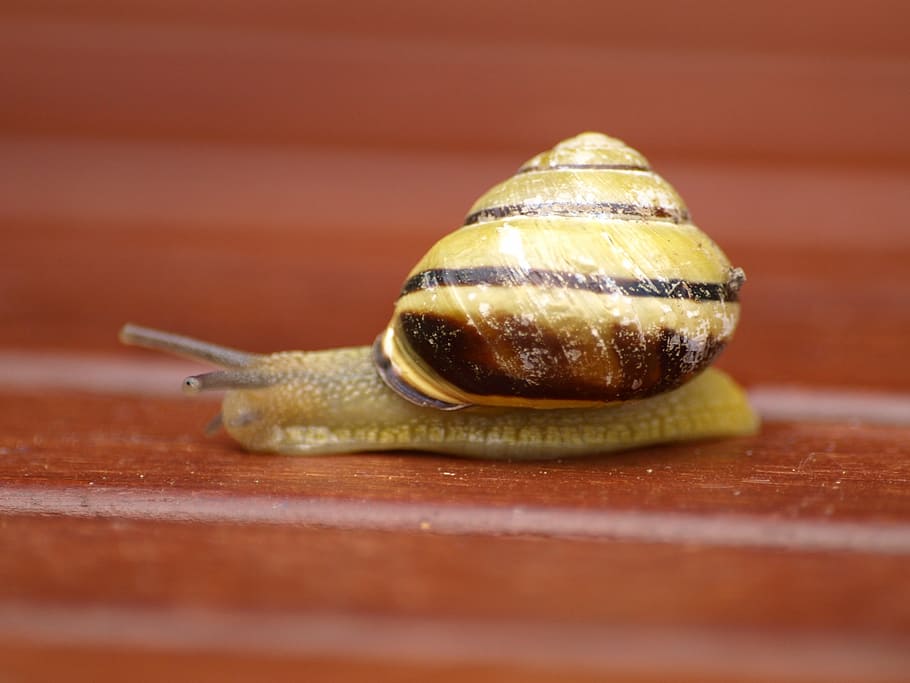 snail, shell, mollusk, slowly, animal themes, invertebrate HD wallpaper