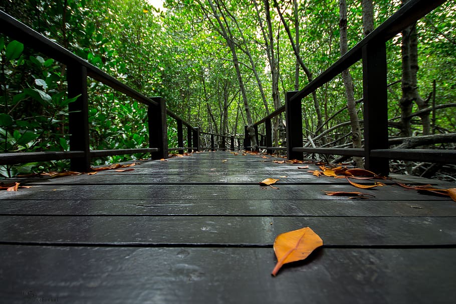 nature, tree, the forests, plant, railing, autumn, no people HD wallpaper