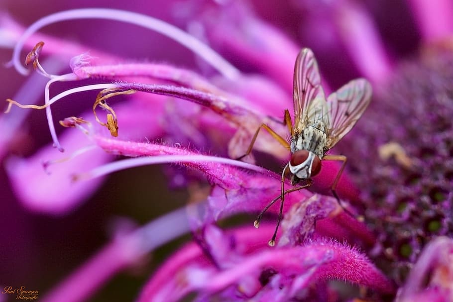 bug, fly, macro, flower, nature, insects, close up, animal themes HD wallpaper