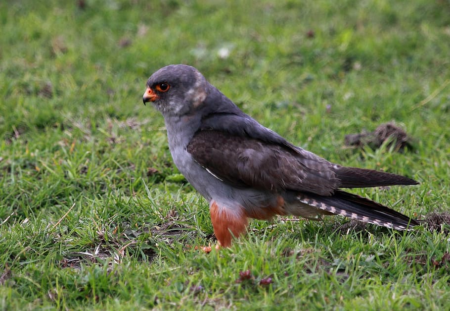 wild, bird, falcon, red footed, animal themes, animal wildlife HD wallpaper