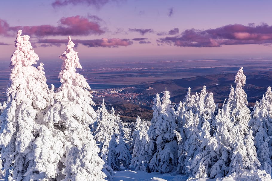 snow covered pine trees at daytime, winter, resin, wintry, cold HD wallpaper