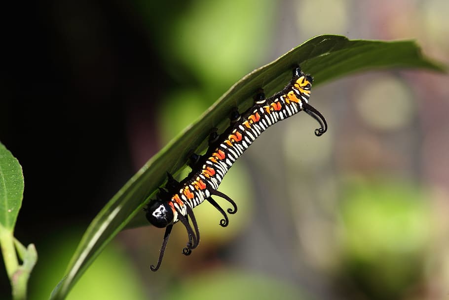 insect, nature, outdoor, leaf, wildlife, invertebrate, animal themes HD wallpaper