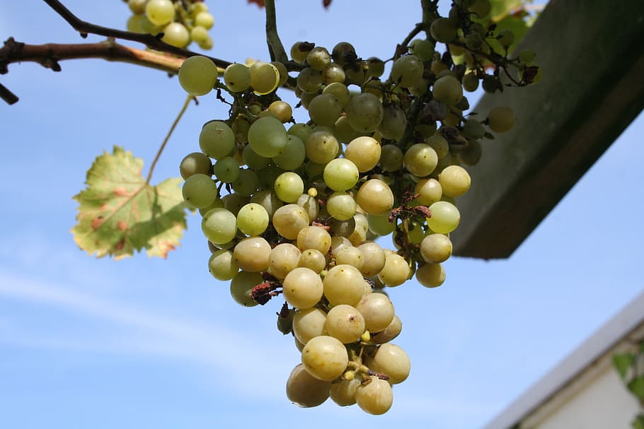 grape, white, bush, vitis, fruit, healthy eating, food, plant HD wallpaper