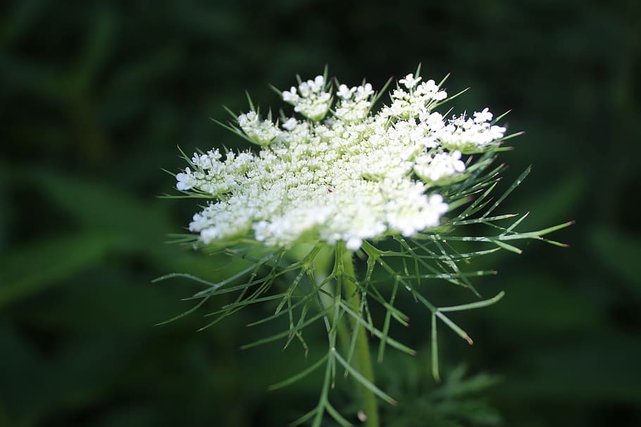 hemlock, flower, white, p, white flowers, nature, garden, plant HD wallpaper