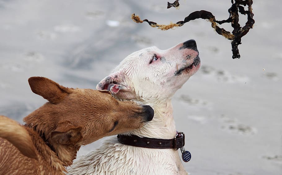 dogs, batons, play, bite, romp, beach, pet, snout, portrait HD wallpaper