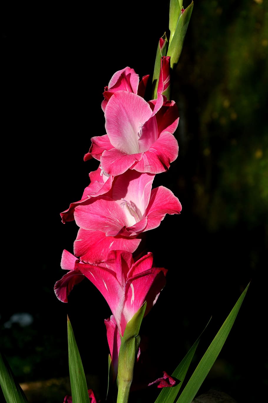 gladiolus, gladidus, butterfly greenhouse, sword flower, blossom, HD wallpaper