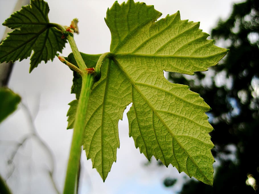 leaf, vine, grape, lobed, green, bright, veined, plant part HD wallpaper