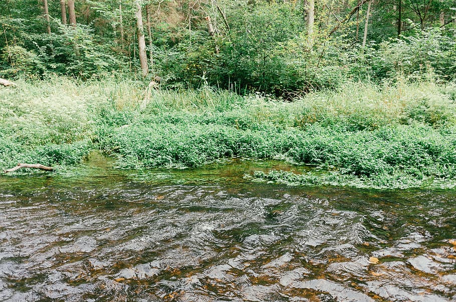 Forest river, nature, water, outdoors, green Color, plant, stream HD wallpaper