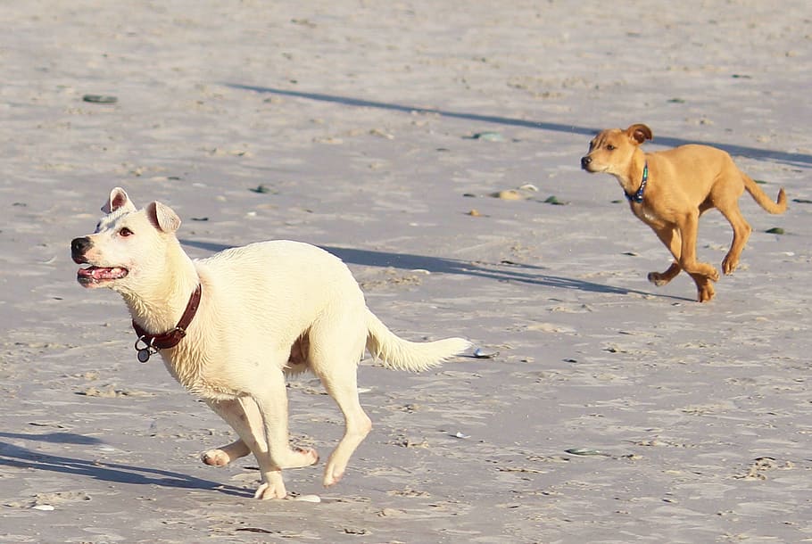 run, dogs, play, batons, movement, fun, great, beach, animal HD wallpaper