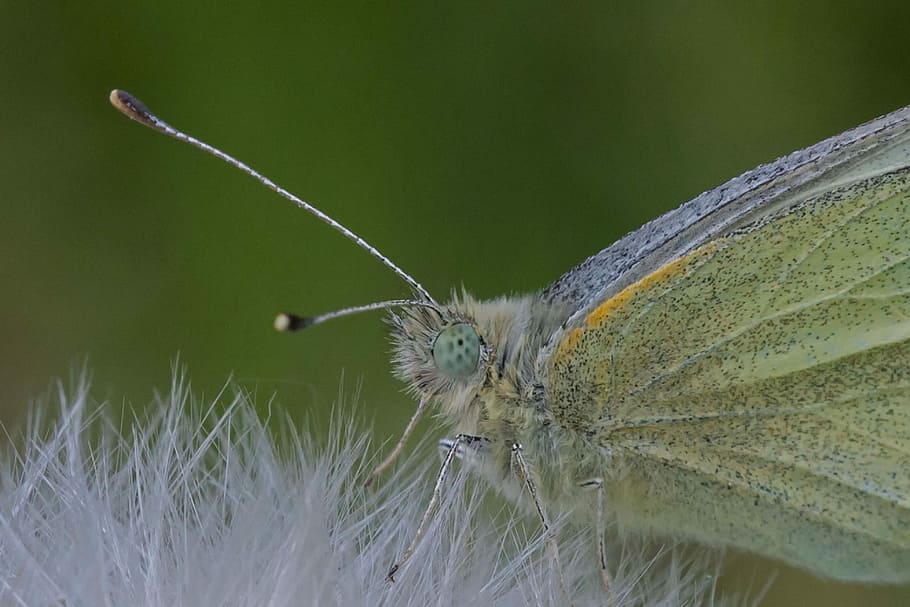 butterfly, dandelion, macro, close, insect, invertebrate, one animal HD wallpaper