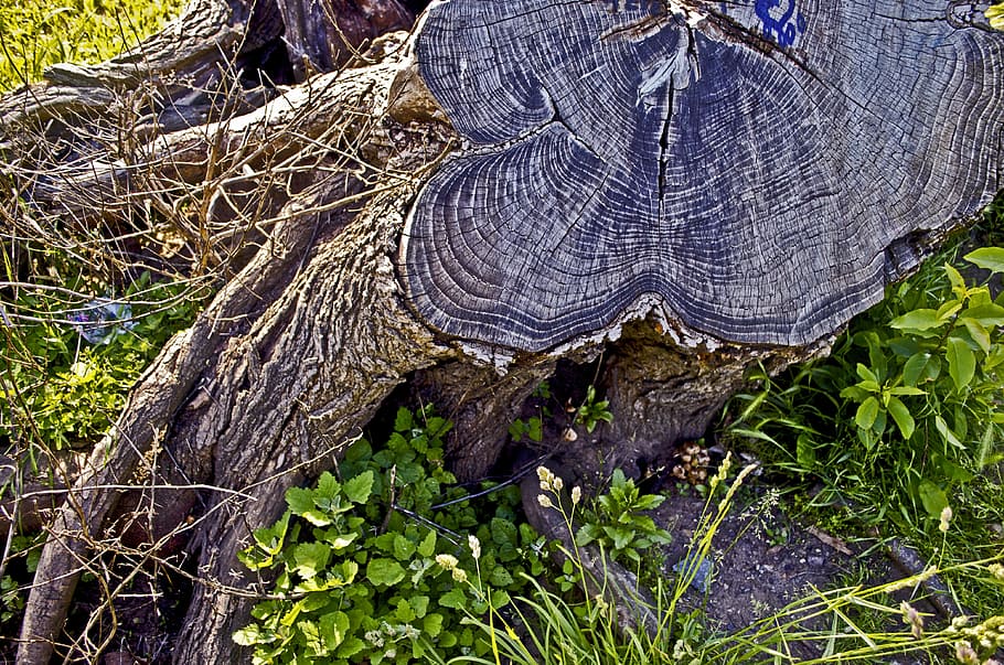 tree root, grass, sun, plant, nature, day, trunk, no people HD wallpaper