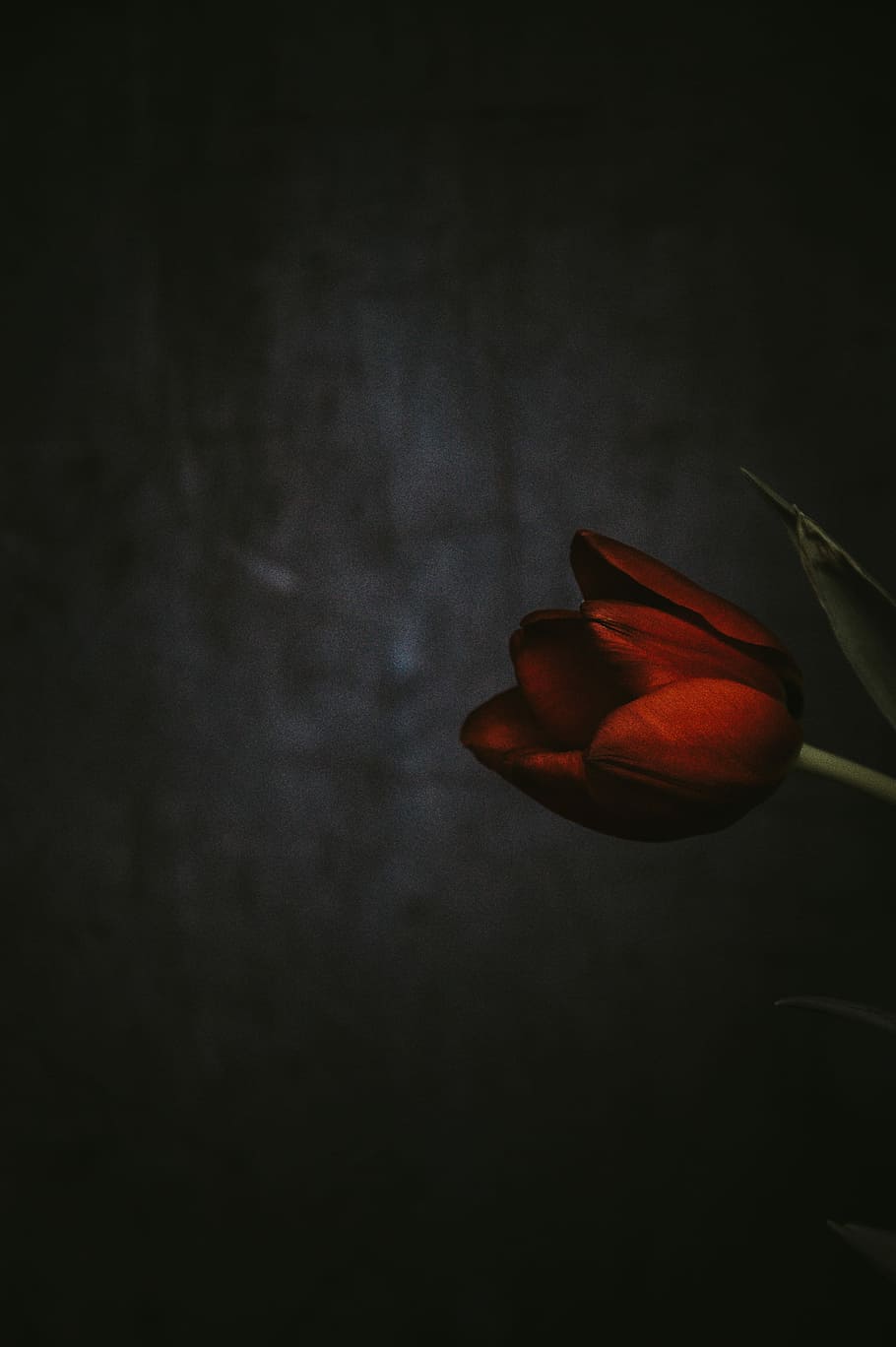 Hd Wallpaper Tulips On Dark Background Red Rose Flower Single Stem Black Background Wallpaper Flare
