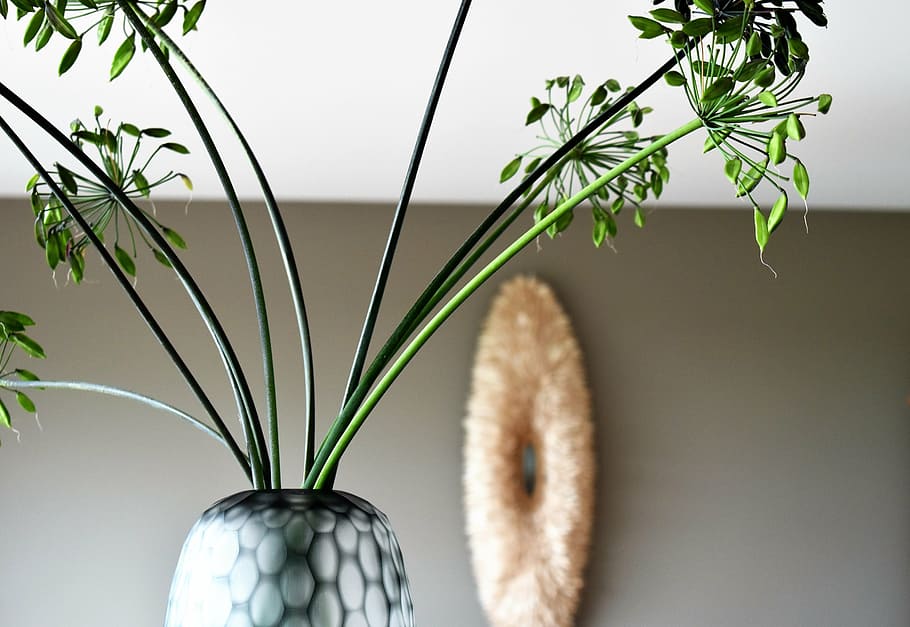 vase, agapanthus, lamp, indoors, deco, plant, leaf, plant part, HD wallpaper