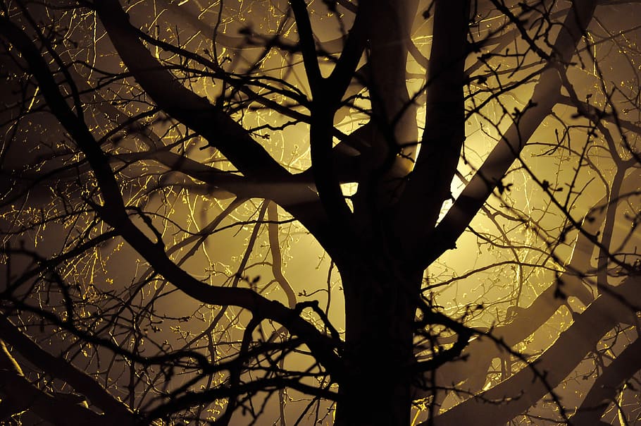 Light through the tree, branches, forest, photo, nature, public domain HD wallpaper