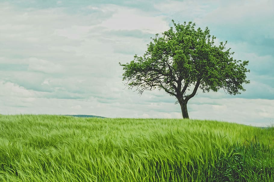 green leaved trees under white cloudy sky, nature, grass, green Color HD wallpaper