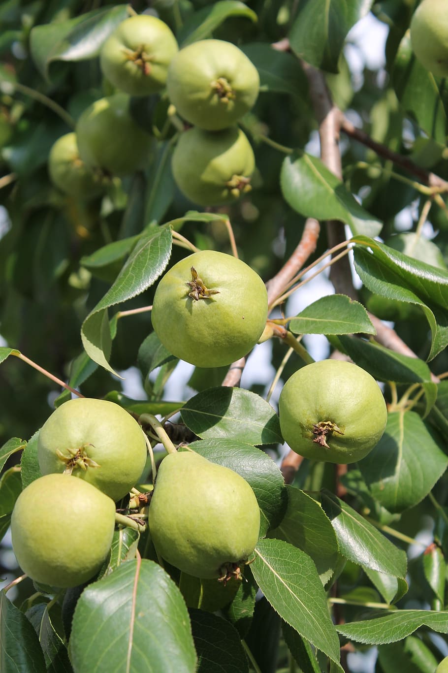 pears, greens, tree, leaves, nature, fruit, green color, healthy eating HD wallpaper