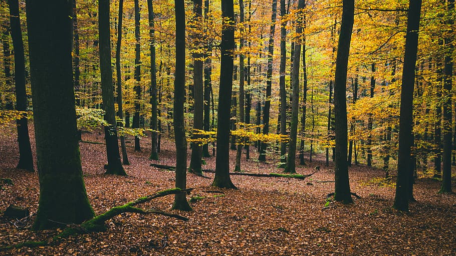yellow leafed trees, middle of forest, trunk, nature, wood, foliage HD wallpaper