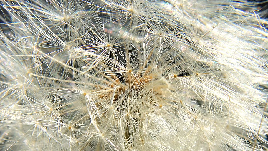 macro, dandelion, flower, garden, nature, dandelion flower HD wallpaper