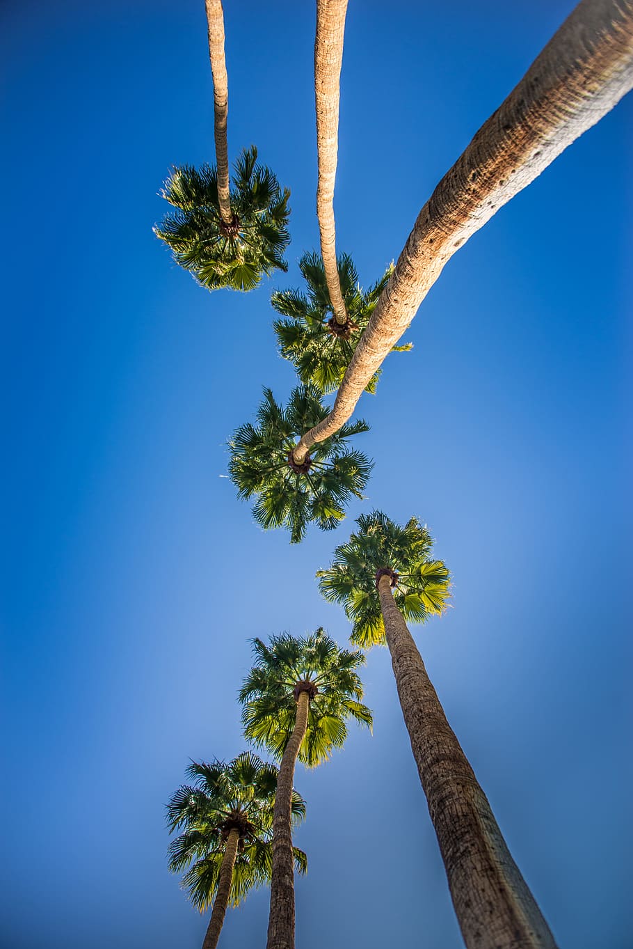 worm's eye view photo of green trees, bottom view of six palm trees HD wallpaper