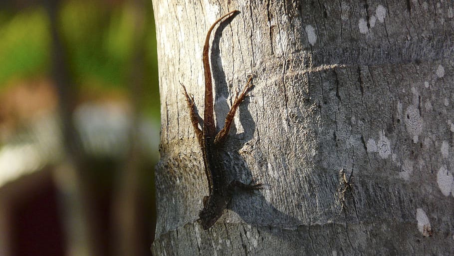 Lizard, Nature, Live, Creature, Animals, reptile, cold blooded animals HD wallpaper