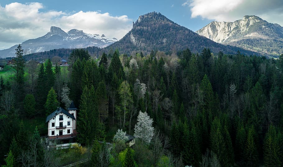white bungalow between trees, aerial photography of house surrounded with pine trees near mountain range HD wallpaper