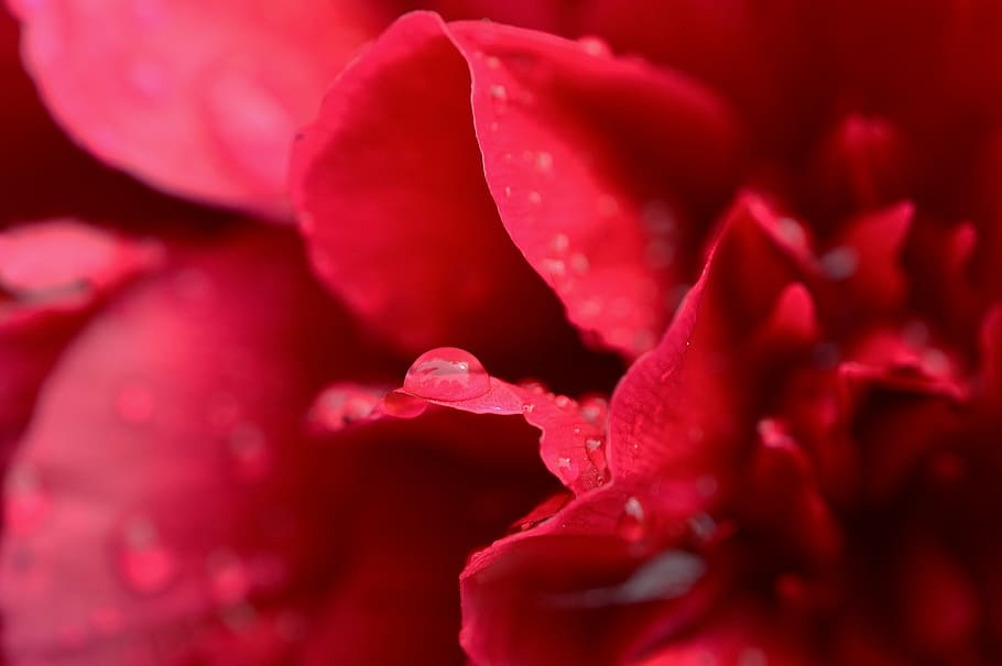 peony, red, wet, drip, rain, flower garden, blossom, bloom HD wallpaper