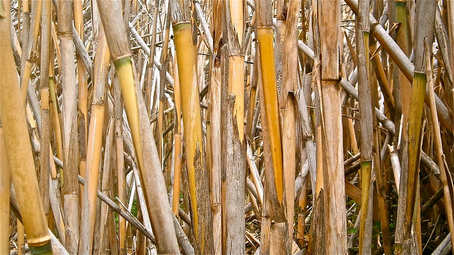 cane, arundo donax, stems cylindrical, vegetable, botany, nature HD wallpaper