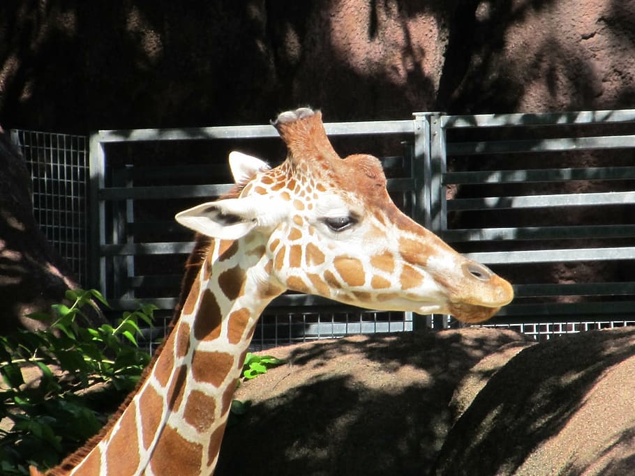 giraffe, head, zoo, neck, wildlife, tall, horns, design, brown HD wallpaper