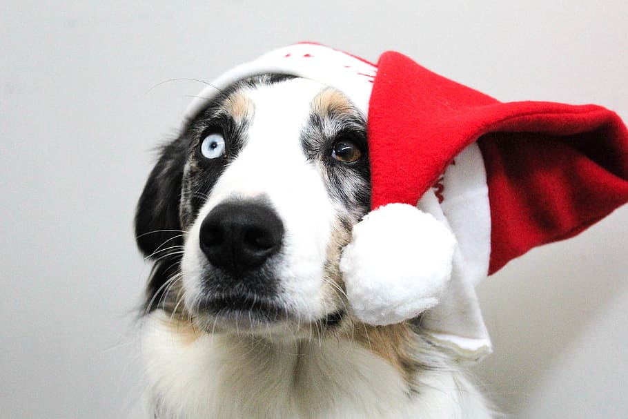 black and brown dog with santa hat, christmas, puppy, christmasdog, HD wallpaper