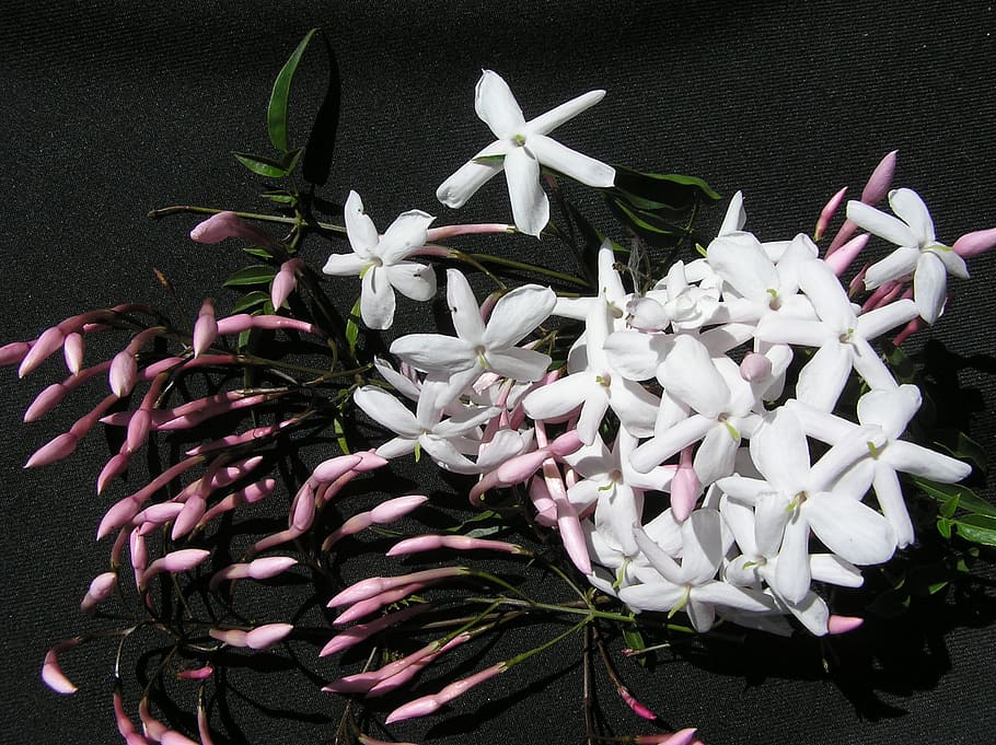 jasmine, white, aroma, spring, flower, flowering plant, freshness HD wallpaper