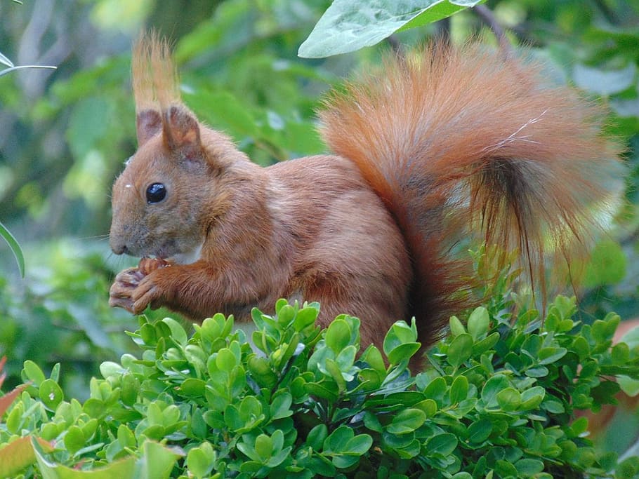 eichkater, squirrel, balcony, buxbaum, food, nuts, hamburg HD wallpaper