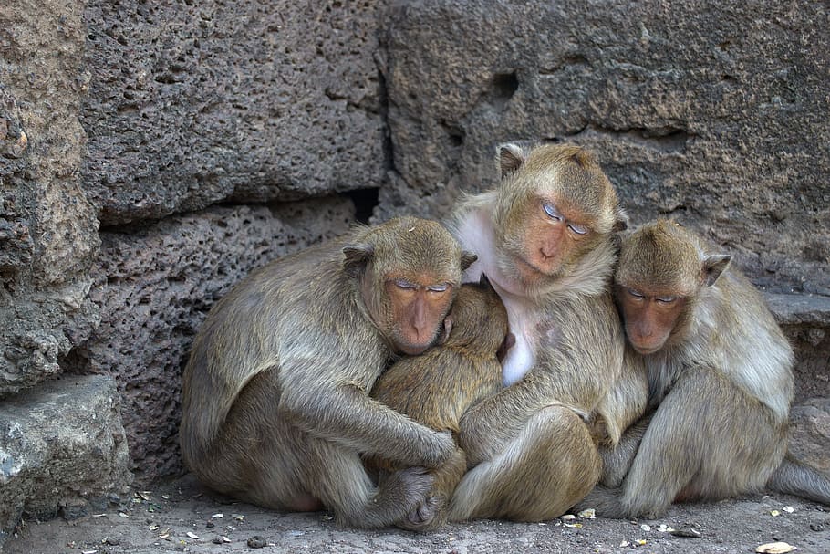 four monkeys beside concrete wall, lop buri, phra prang sam yot